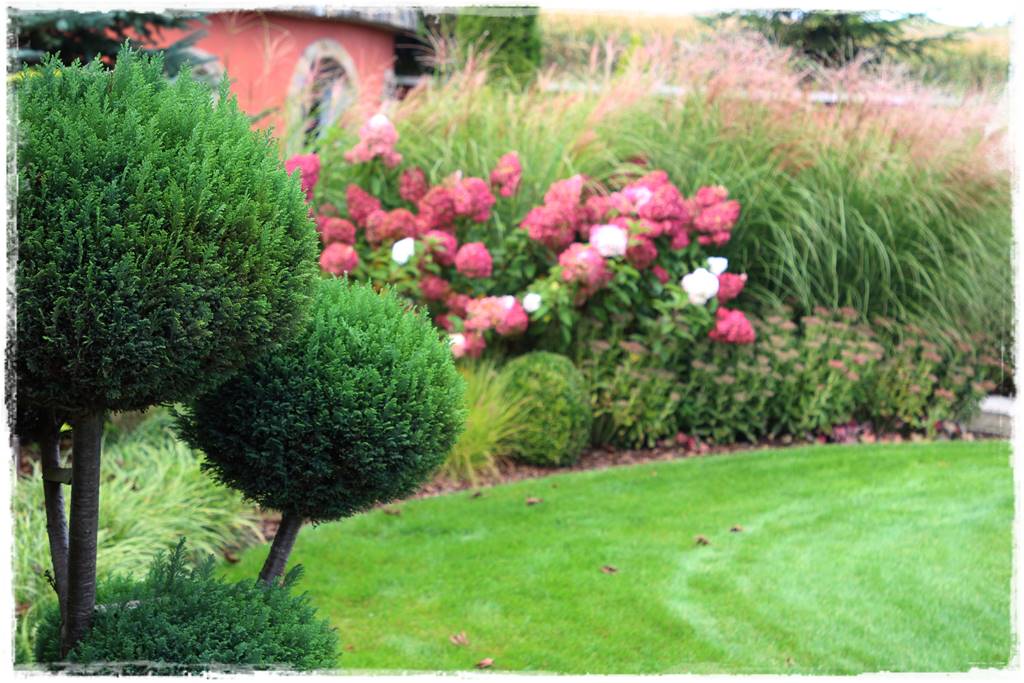 Co zamiast bukszpanu 24 Co zamiast bukszpanu 24