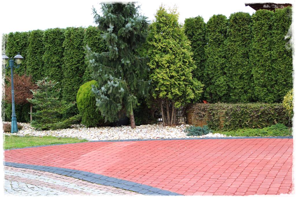 Co zamiast bukszpanu 240 Co zamiast bukszpanu 240