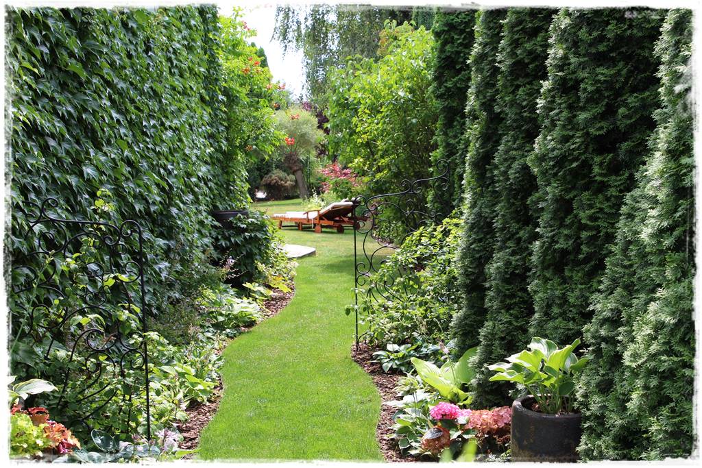 Co zamiast bukszpanu 241 Co zamiast bukszpanu 241