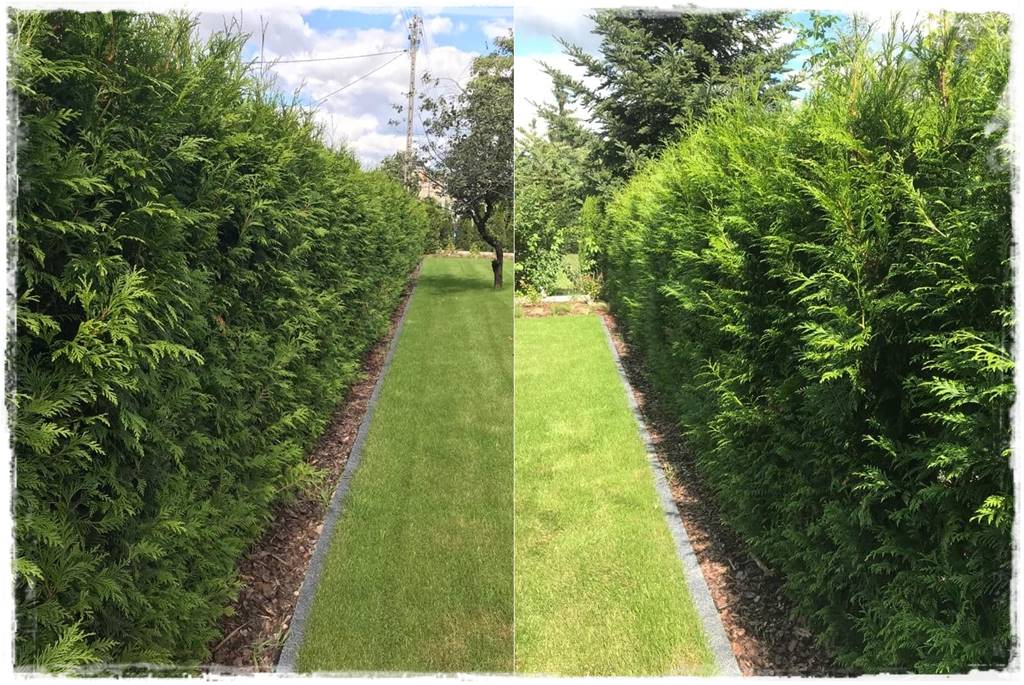 Co zamiast bukszpanu 241a