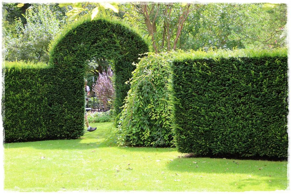 Co zamiast bukszpanu 242 Co zamiast bukszpanu 242