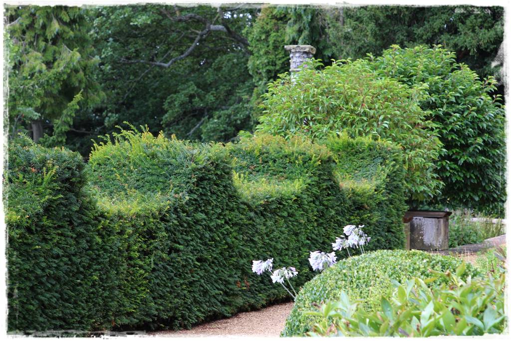 Co zamiast bukszpanu 243 Co zamiast bukszpanu 243