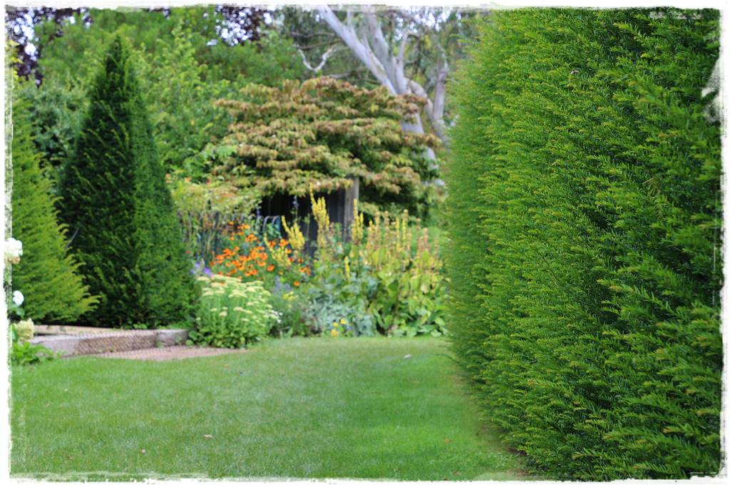 Co zamiast bukszpanu 244 Co zamiast bukszpanu 244