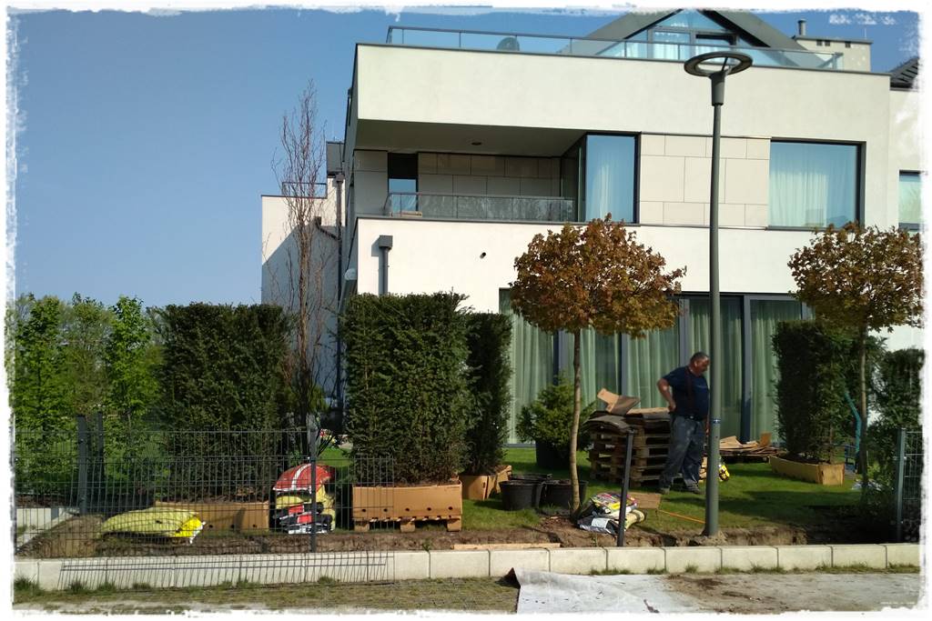 Co zamiast bukszpanu 246 Co zamiast bukszpanu 246