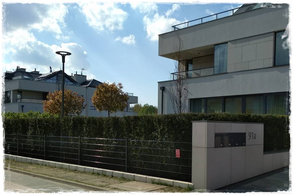 Co zamiast bukszpanu 246a Co zamiast bukszpanu 246a