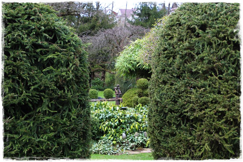 Co zamiast bukszpanu 247 Co zamiast bukszpanu 247