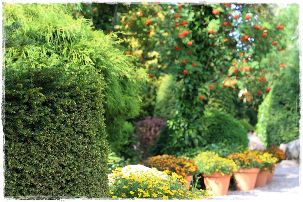 Co zamiast bukszpanu 248 Co zamiast bukszpanu 248