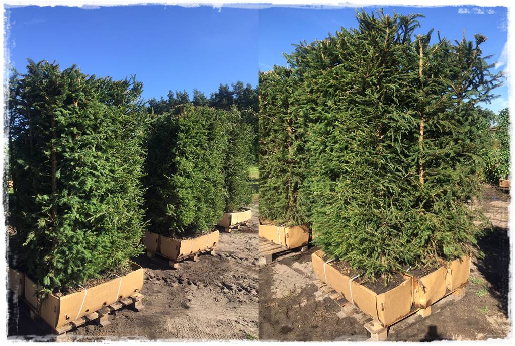 Co zamiast bukszpanu 248a Co zamiast bukszpanu 248a