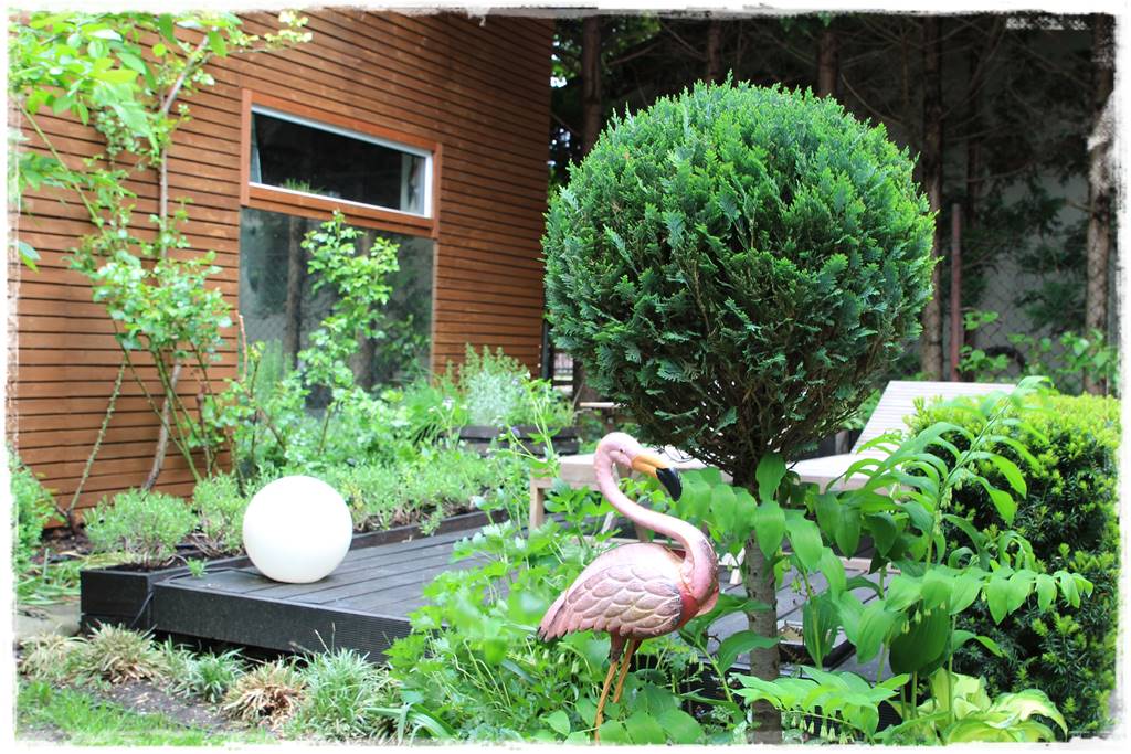 Co zamiast bukszpanu 25 Co zamiast bukszpanu 25