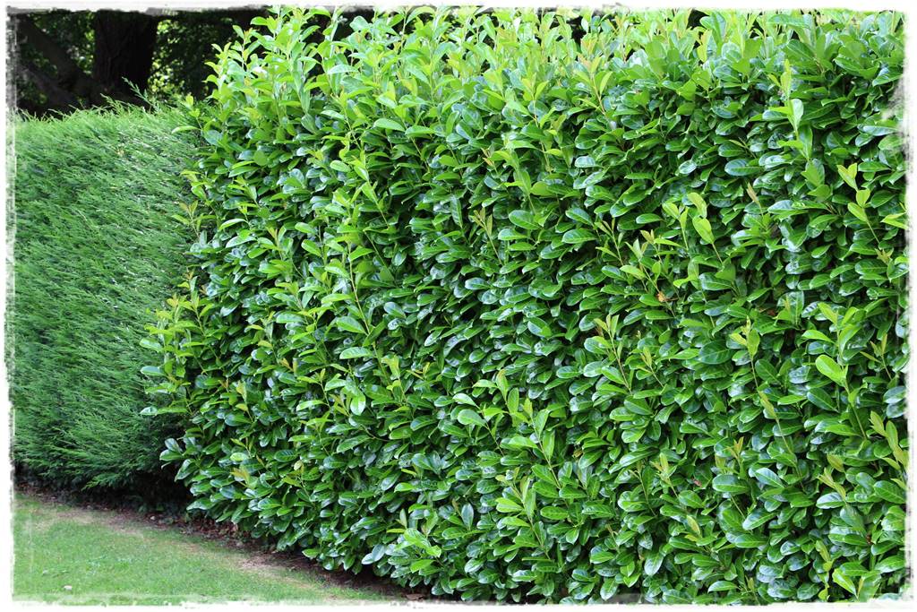 Co zamiast bukszpanu 250 Co zamiast bukszpanu 250