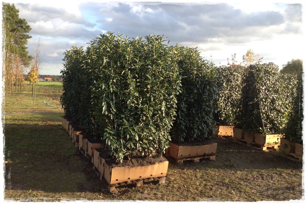 Co zamiast bukszpanu 251a Co zamiast bukszpanu 251a