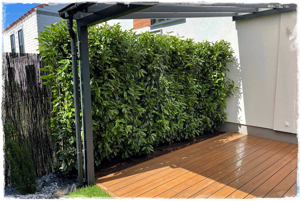 Co zamiast bukszpanu 252 Co zamiast bukszpanu 252