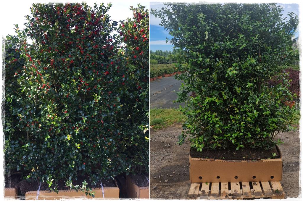 Co zamiast bukszpanu 253 Co zamiast bukszpanu 253