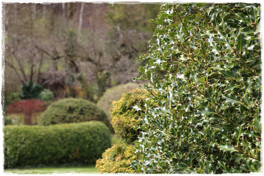 Co zamiast bukszpanu 254 Co zamiast bukszpanu 254