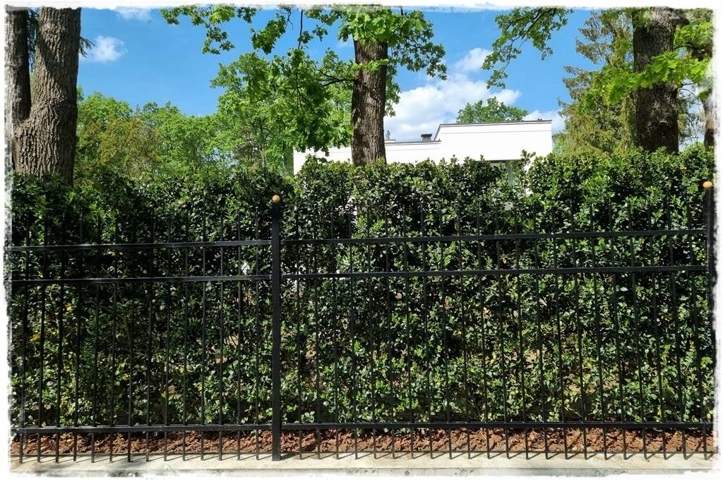 Co zamiast bukszpanu 254a Co zamiast bukszpanu 254a