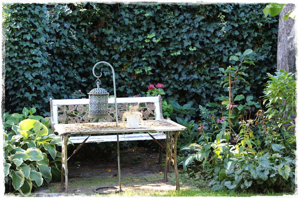 Co zamiast bukszpanu 255 Co zamiast bukszpanu 255