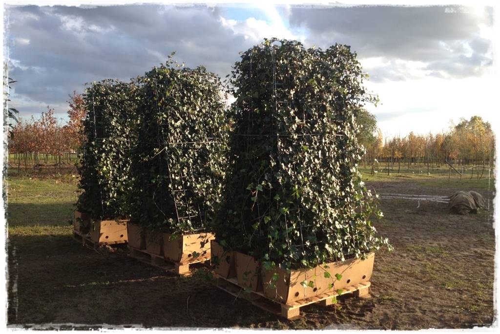 Co zamiast bukszpanu 256a Co zamiast bukszpanu 256a