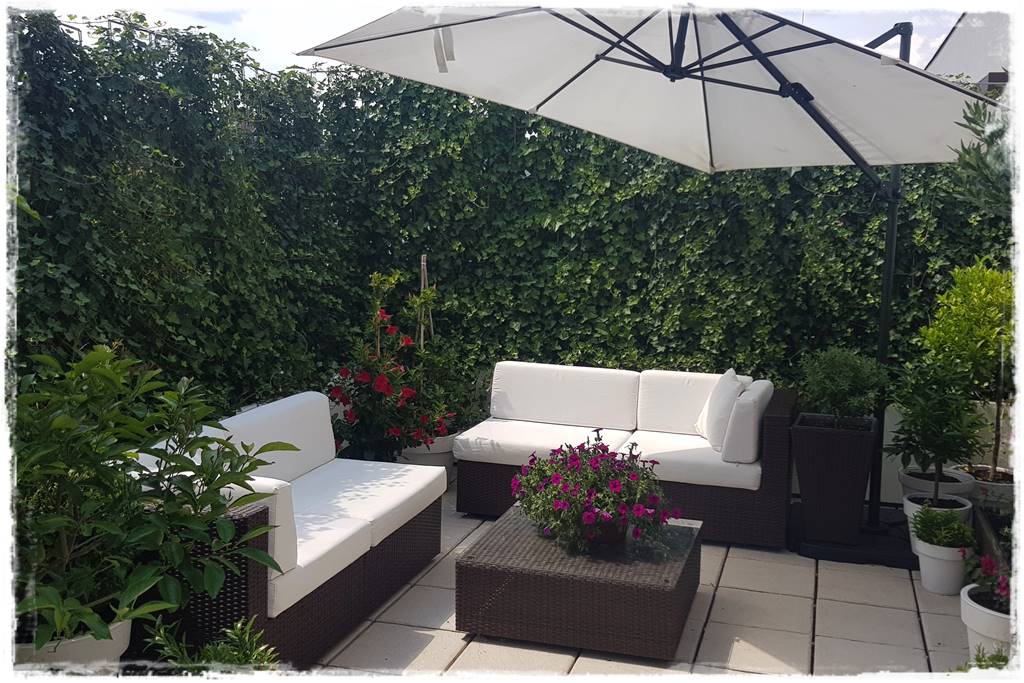 Co zamiast bukszpanu 257