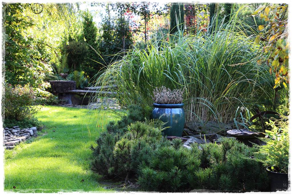 Co zamiast bukszpanu 26 Co zamiast bukszpanu 26