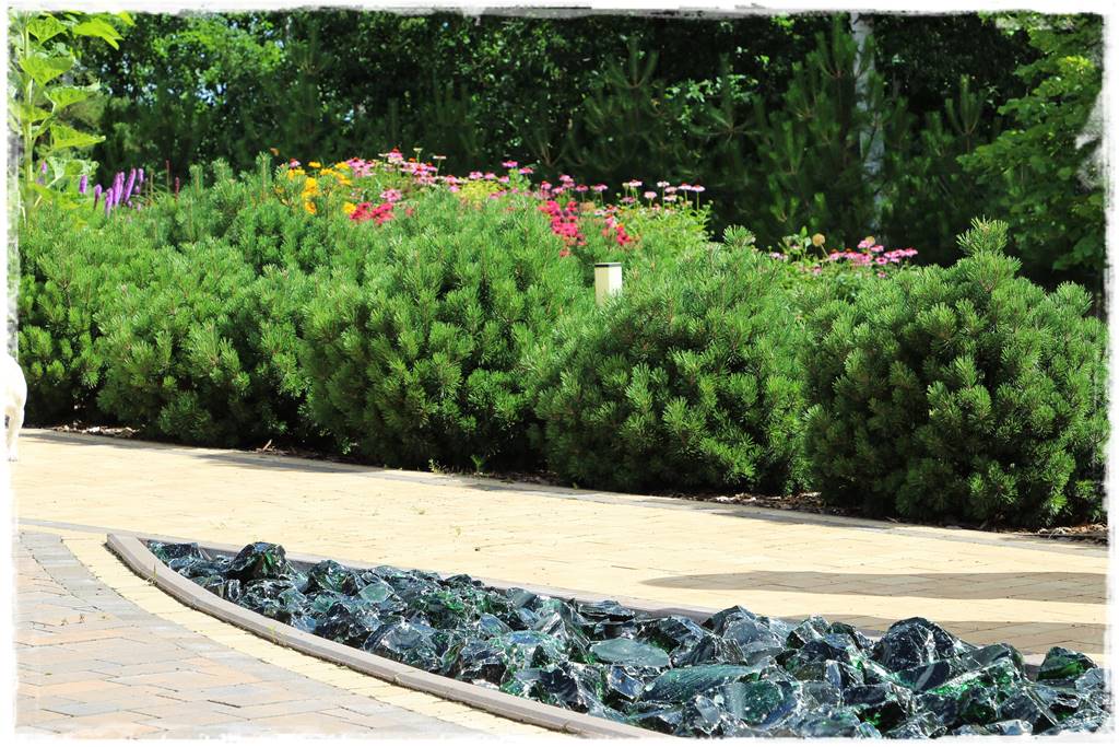 Co zamiast bukszpanu 27 Co zamiast bukszpanu 27