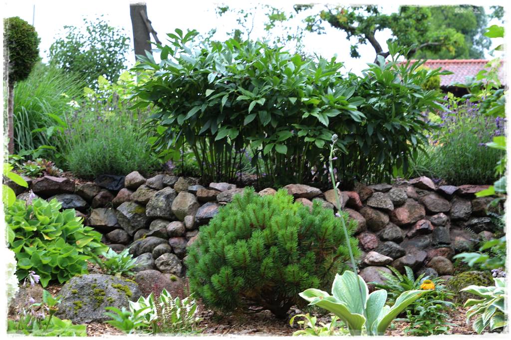 Co zamiast bukszpanu 28 Co zamiast bukszpanu 28