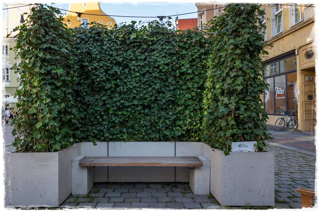 Co zamiast bukszpanu 280 Co zamiast bukszpanu 280