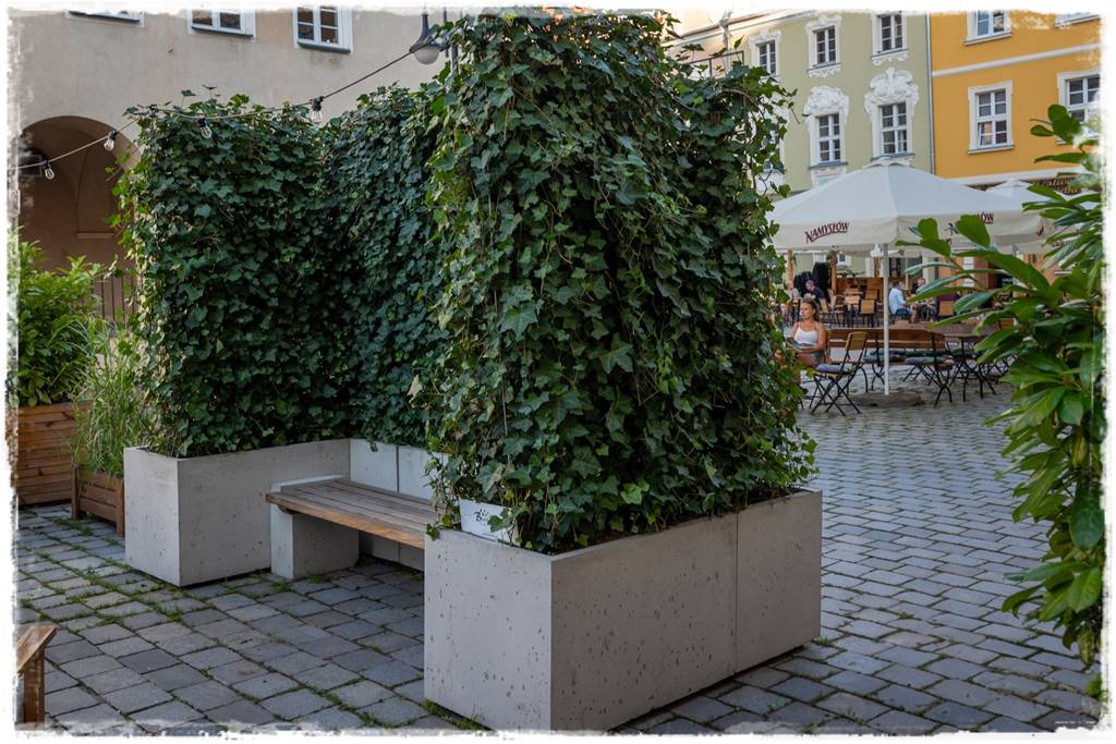 Co zamiast bukszpanu 281 Co zamiast bukszpanu 281