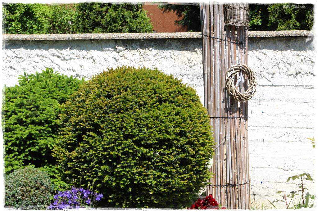 Co zamiast bukszpanu 29 Co zamiast bukszpanu 29