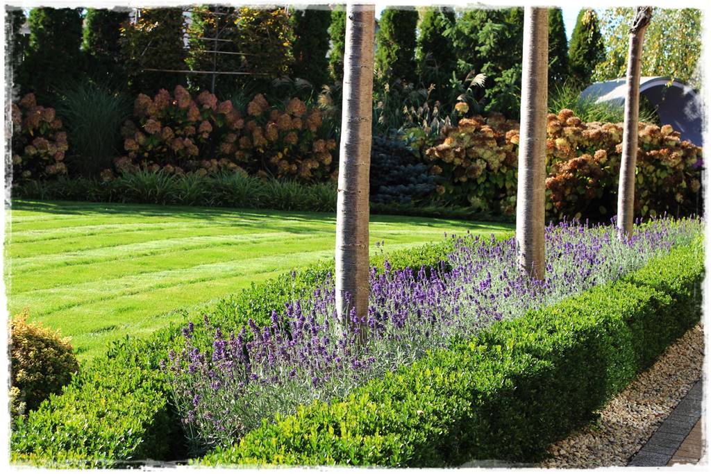 Co zamiast bukszpanu 2aa Co zamiast bukszpanu 2aa