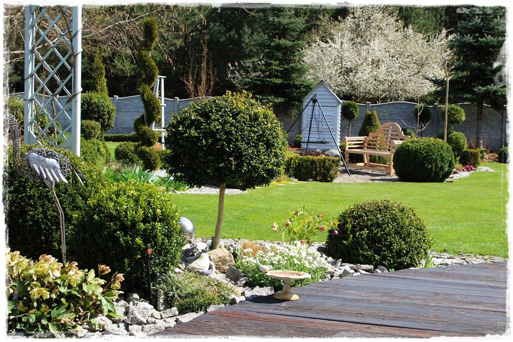 Co zamiast bukszpanu 3 Co zamiast bukszpanu 3