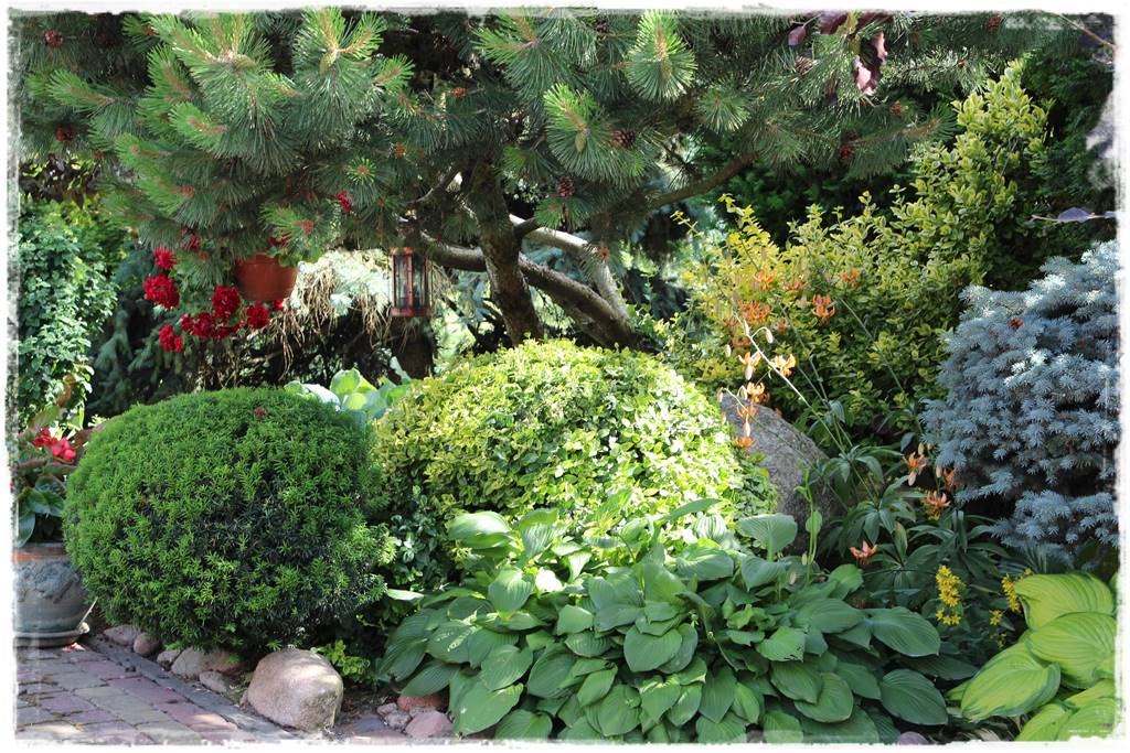 Co zamiast bukszpanu 30 Co zamiast bukszpanu 30