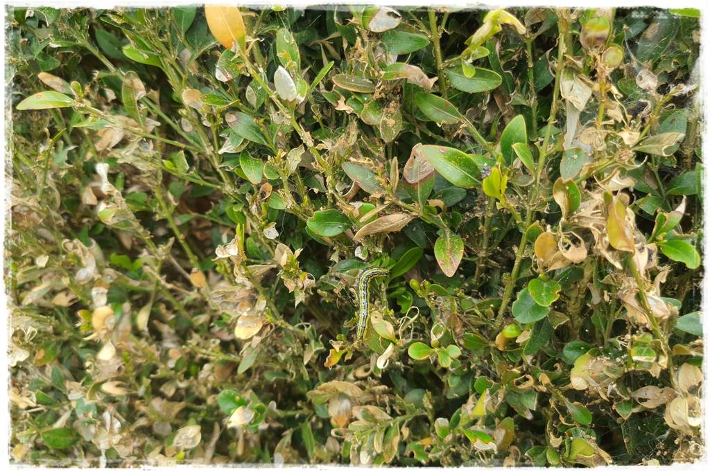 Co zamiast bukszpanu 300