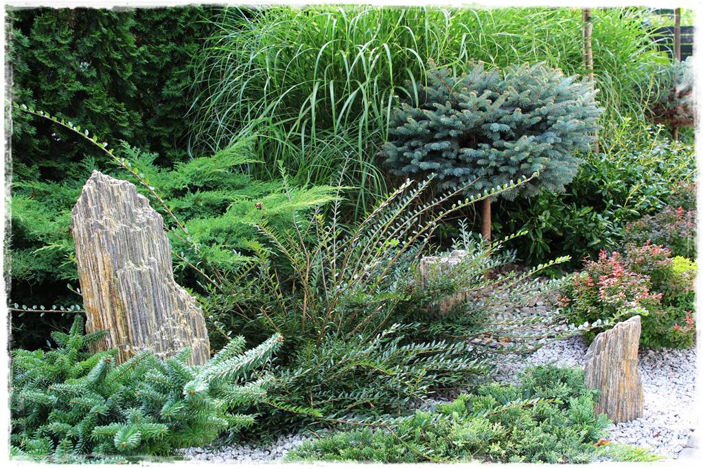 Co zamiast bukszpanu 32 Co zamiast bukszpanu 32