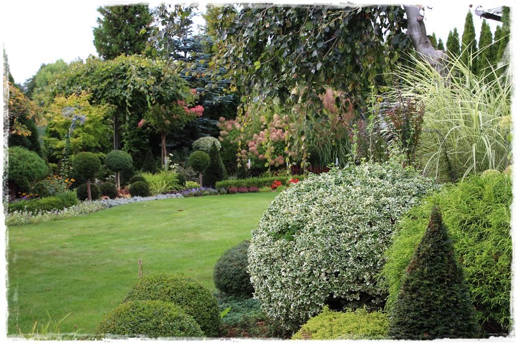 Co zamiast bukszpanu 33 Co zamiast bukszpanu 33