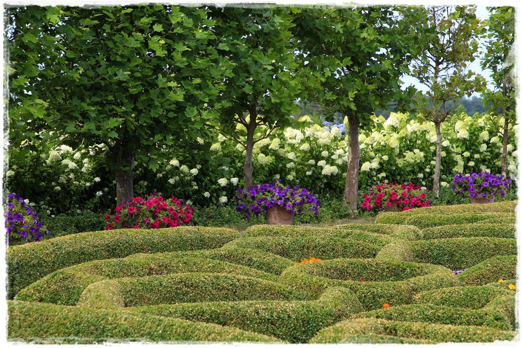 Co zamiast bukszpanu 4 Co zamiast bukszpanu 4