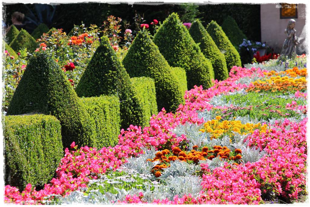 Co zamiast bukszpanu 4b Co zamiast bukszpanu 4b