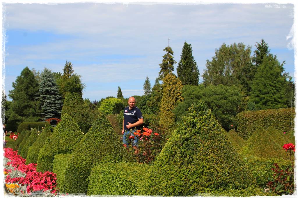 Co zamiast bukszpanu 4c Co zamiast bukszpanu 4c