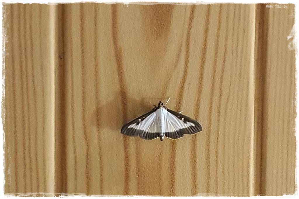 Co zamiast bukszpanu 5