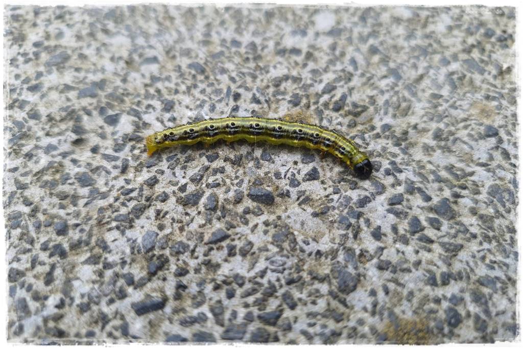 Co zamiast bukszpanu 6 Co zamiast bukszpanu 6