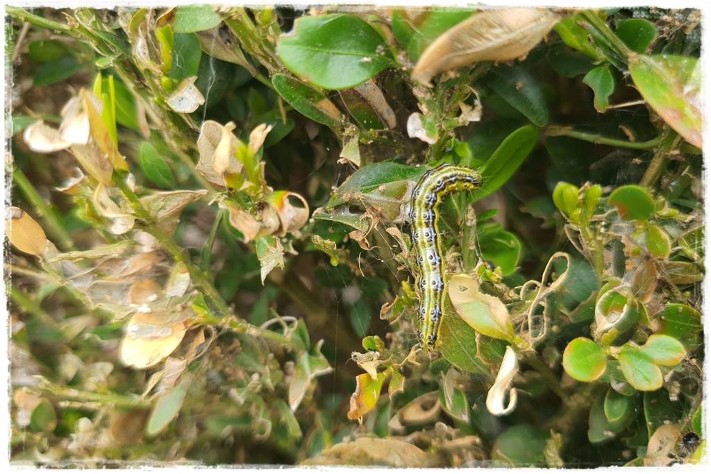 Co zamiast bukszpanu 8 Co zamiast bukszpanu 8