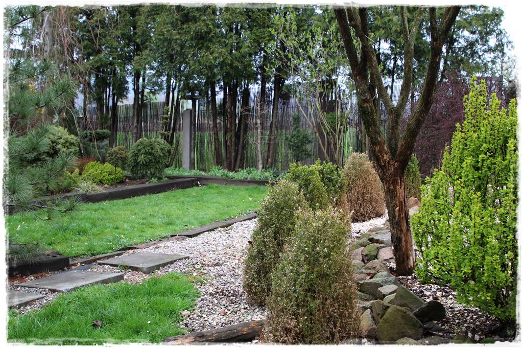 Co zamiast bukszpanu 9 Co zamiast bukszpanu 9