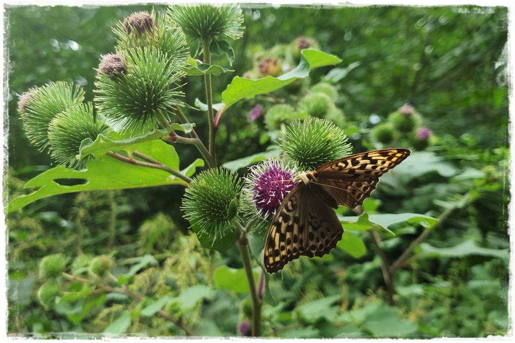 Gaśnica na osy 1 Gaśnica na osy 1