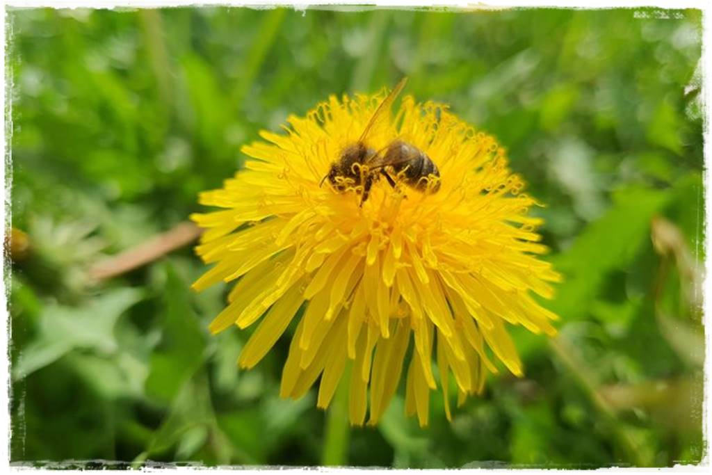 Gaśnica na osy 2 Gaśnica na osy 2