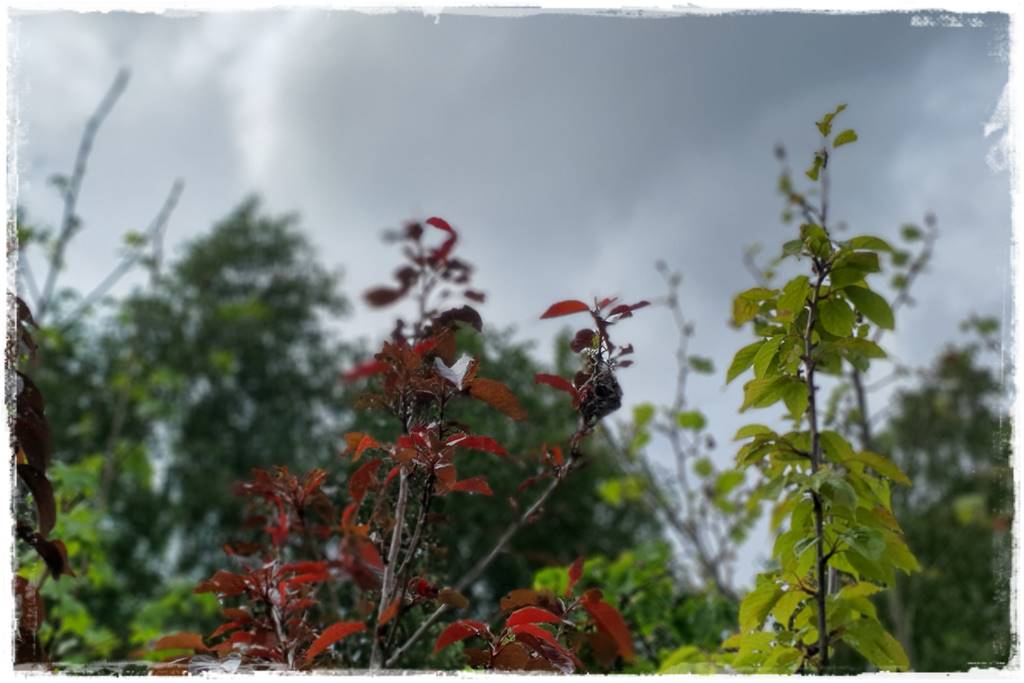 Gaśnica na osy 21 Gaśnica na osy 21