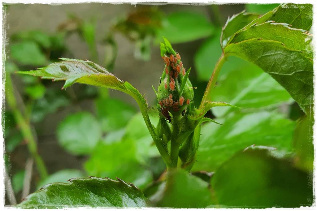 Gaśnica na osy 3 Gaśnica na osy 3