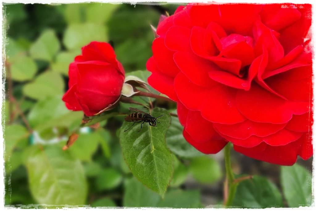 Gaśnica na osy 4 Gaśnica na osy 4