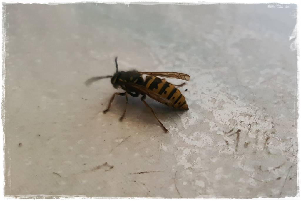 Gaśnica na osy 8 Gaśnica na osy 8