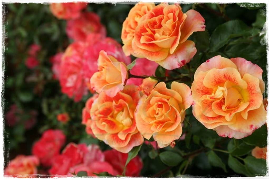 Kolorowe róże 13