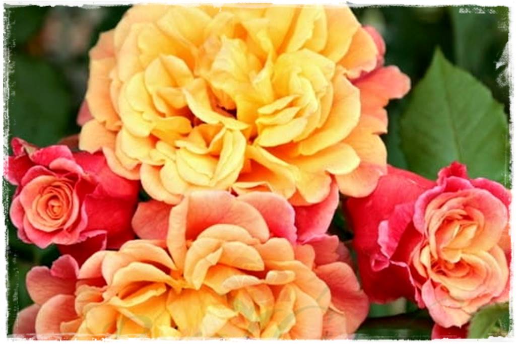 Kolorowe róże 49