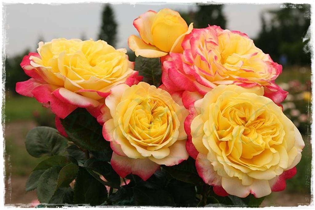 Kolorowe róże 63
